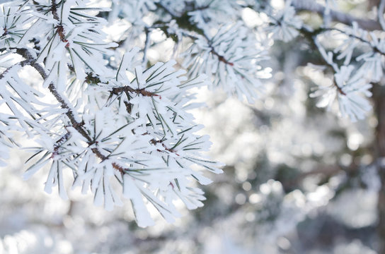 Pine tree twigs with snowflakes, winter background, close-up