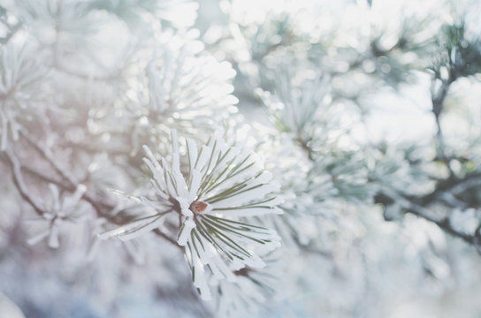 Pine tree twigs in snow, winter background