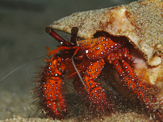 White-spotted hermit crab, Weisspunkt-Einsiedlerkrebs (Daranus megistos)