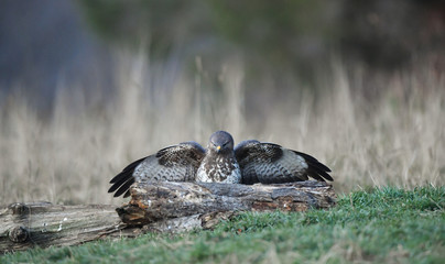 Mäusebussard - buteo buteo