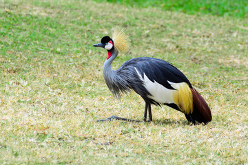 Naklejka premium Grey crowned crane.