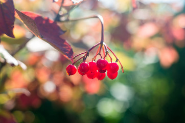 Алая зрелая гроздь калины на фоне зелени осенью