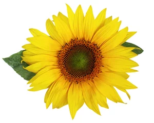 Poster Beautiful sunflower isolated on a white background. © MaskaRad