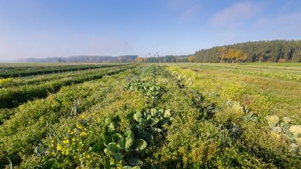 Fototapeta na wymiar Bio-Gemüse frisch vom Feld