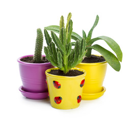 succulents plant in pot on white background