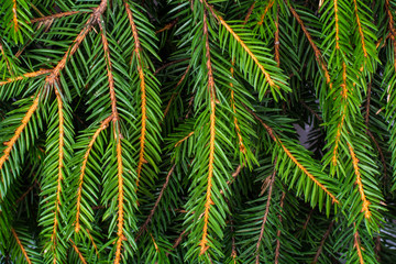 Fresh green fir branches