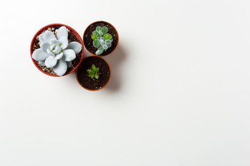 succulents plant in pot on white background