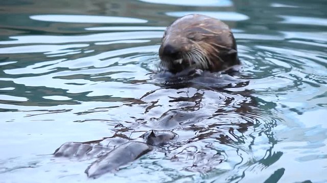 Sea Otter Snacking on Shellfish