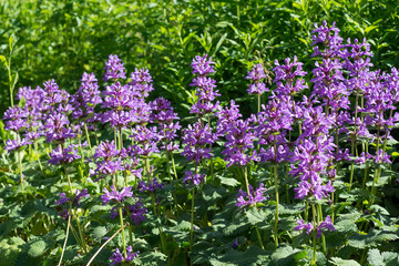 Fototapeta premium Salvia Flowers