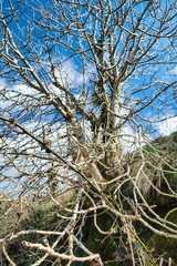 Ash Tree in Winter