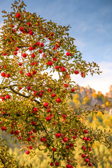 Fototapeta na wymiar A ripe red apples on a tree with autumn landscape background.
