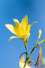 Blossoming yellow lily flower on a blue background.