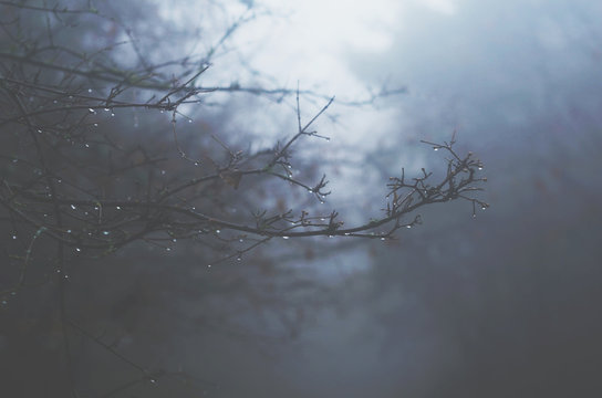 Tree branch with rain drop in misty forest