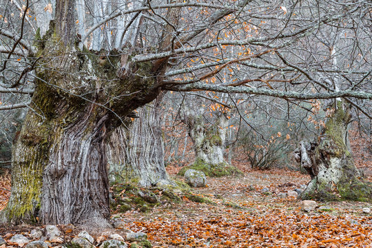 Bosque de castaños centenarios en otoño. Castanea sativa.
