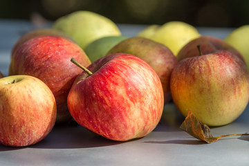 Apples on a table picked up in a garden in the fall.