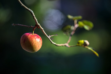 A ripe red apple on a tree in autumn.