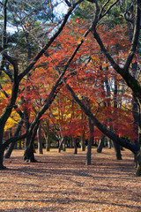Naklejka premium Autumn foliage in Tokyo's Yoyogi Park, Japan