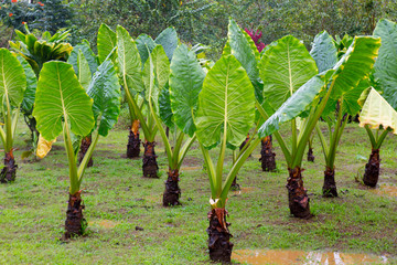 Hana Rainforest