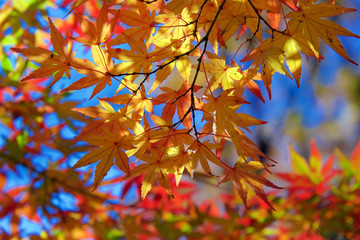 Autumn foliage in Tokyo's Yoyogi Park, Japan