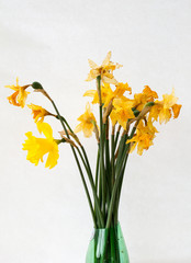 Old decaying daffodils