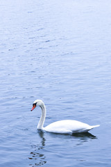 Fototapeta na wymiar Weißer Schwan auf dem See