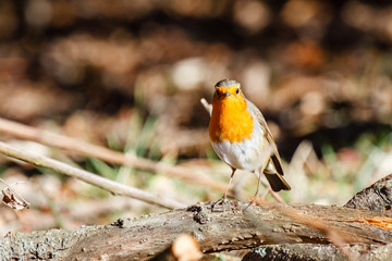 Petirrojo europeo, com√∫n. Erithacus rubecula.