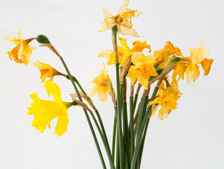 Old decaying daffodils