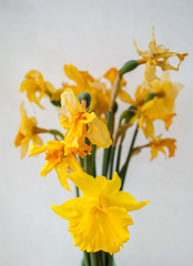 Old decaying daffodils