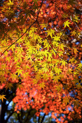 Autumn colors of Japanese maples and Ginko biloba in Tokyo's Yoyogi Park