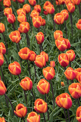 Fototapeta premium orange tulips flowers blooming in a garden