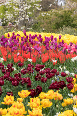 colorful tulips and daffodils  blooming in a garden