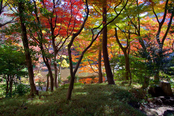 Fototapeta na wymiar Autumn colors of Japanese maples and Ginko biloba trees in a garden in Tokyo's Shinagawa ward