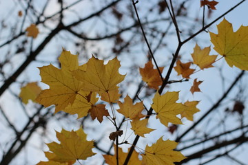yellow leaves on blue sky
