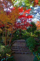 Fototapeta na wymiar Autumn colors of Japanese maples and Ginko biloba trees in a garden in Tokyo's Shinagawa ward
