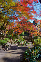 Autumn colors of Japanese maples and Ginko biloba trees in a garden in Tokyo's Shinagawa ward