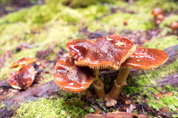 wet mushrooms from the rainforest