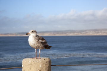 Seagulls