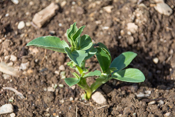 Broad bean seedling in allotment/garden.