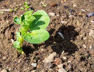 Broad bean seedling in allotment/garden.