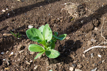 Broad bean seedling in allotment/garden.