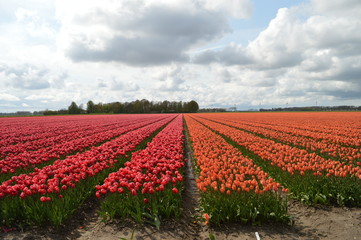 Fototapeta na wymiar Tulips in february, Noordoostpolder, Netherlands