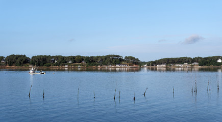 culture de l’huître dans le golfe du Morbihan