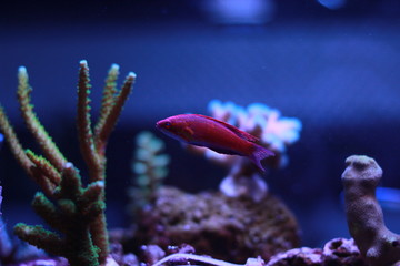 Linespot Flasher Wrasse (Paracheilinus lineopunctatus)