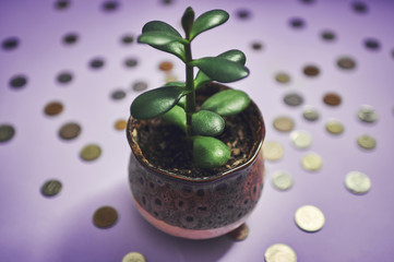 money tree (Crassula ovata) on Feng Shui