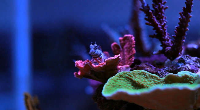 Algae blenny fish starring from the coral 