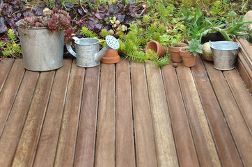 succulent plant collection on a wooden floor 