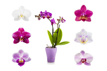 Orchid in a pot and six different orchids