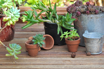 Fototapeta na wymiar succulent plants in pot on wooden floor