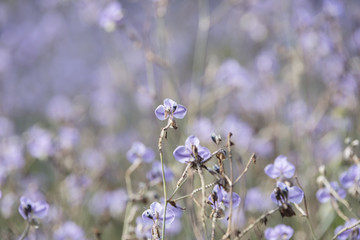 Purple flowers field, soft blur background