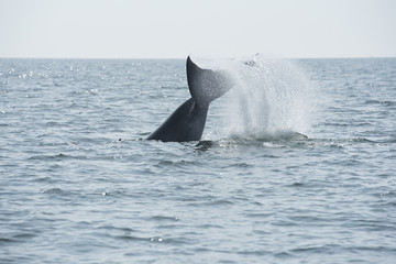 Bryde's whale, Whale in gulf of Thailand..
